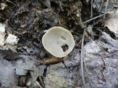 Helvella macropus