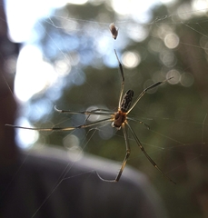 Trichonephila inaurata