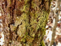 Chrysothrix granulosa