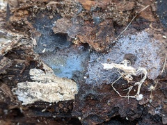 Byssocorticium atrovirens