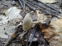 Helvella macropus
