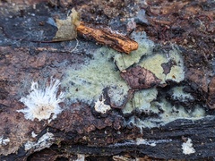Byssocorticium atrovirens