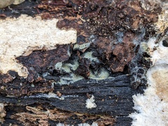 Byssocorticium atrovirens