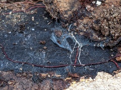 Byssocorticium atrovirens