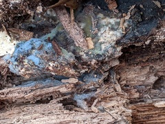 Byssocorticium atrovirens