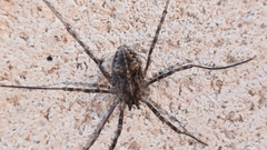 Metaphalangium