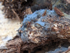 Byssocorticium atrovirens