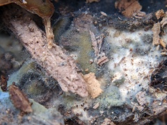 Byssocorticium atrovirens