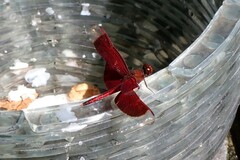 Neurothemis ramburii