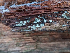 Chlorosplenium chlora