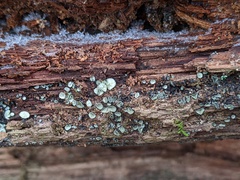 Chlorosplenium chlora