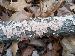 Cylindrobasidium evolvens