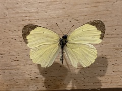 Eurema smilax