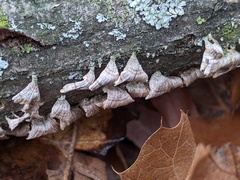 Cylindrobasidium evolvens