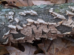 Cylindrobasidium evolvens