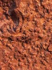 Technomyrmex albipes