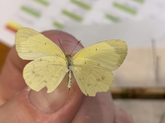 Eurema smilax