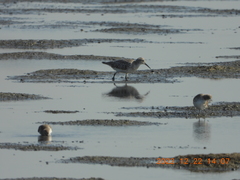 Calidris tenuirostris