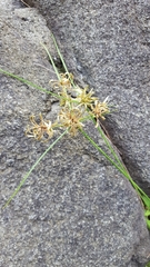 Cyperus flavidus