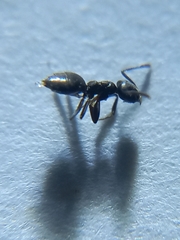 Technomyrmex albipes