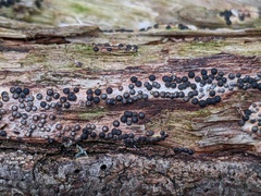 Rosellinia subiculata