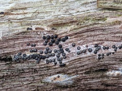 Rosellinia subiculata