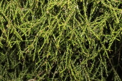 Melaleuca irbyana