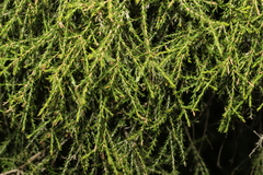 Melaleuca irbyana