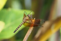 Neurothemis ramburii