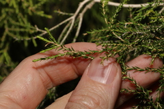 Melaleuca irbyana