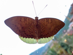 Tanaecia