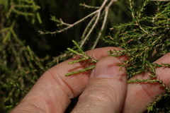 Melaleuca irbyana