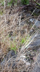 Eragrostis tenella insularis
