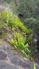 Furcraea foetida