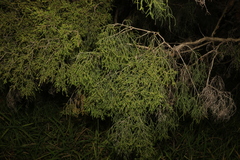 Melaleuca irbyana