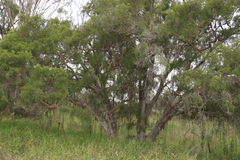 Melaleuca irbyana