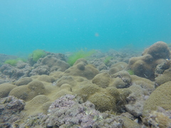 Palythoa caribaeorum