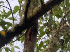 Lepidocolaptes lacrymiger