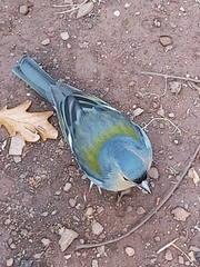Fringilla coelebs maderensis