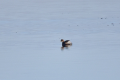 Tachybaptus ruficollis capensis