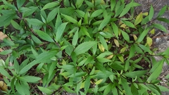 Ageratina riparia