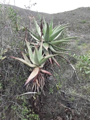 Aloe ferox