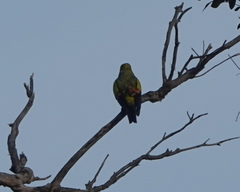 Polytelis anthopeplus anthopeplus