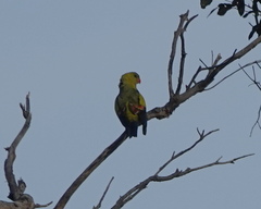 Polytelis anthopeplus anthopeplus