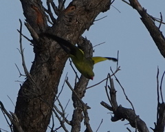 Polytelis anthopeplus anthopeplus