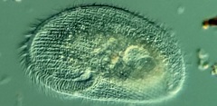 Peritromus faurei