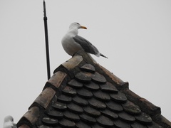 Larus michahellis