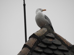 Larus michahellis