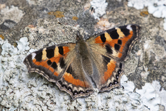 Aglais caschmirensis