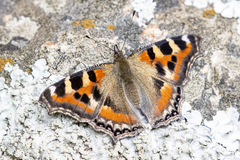 Aglais caschmirensis